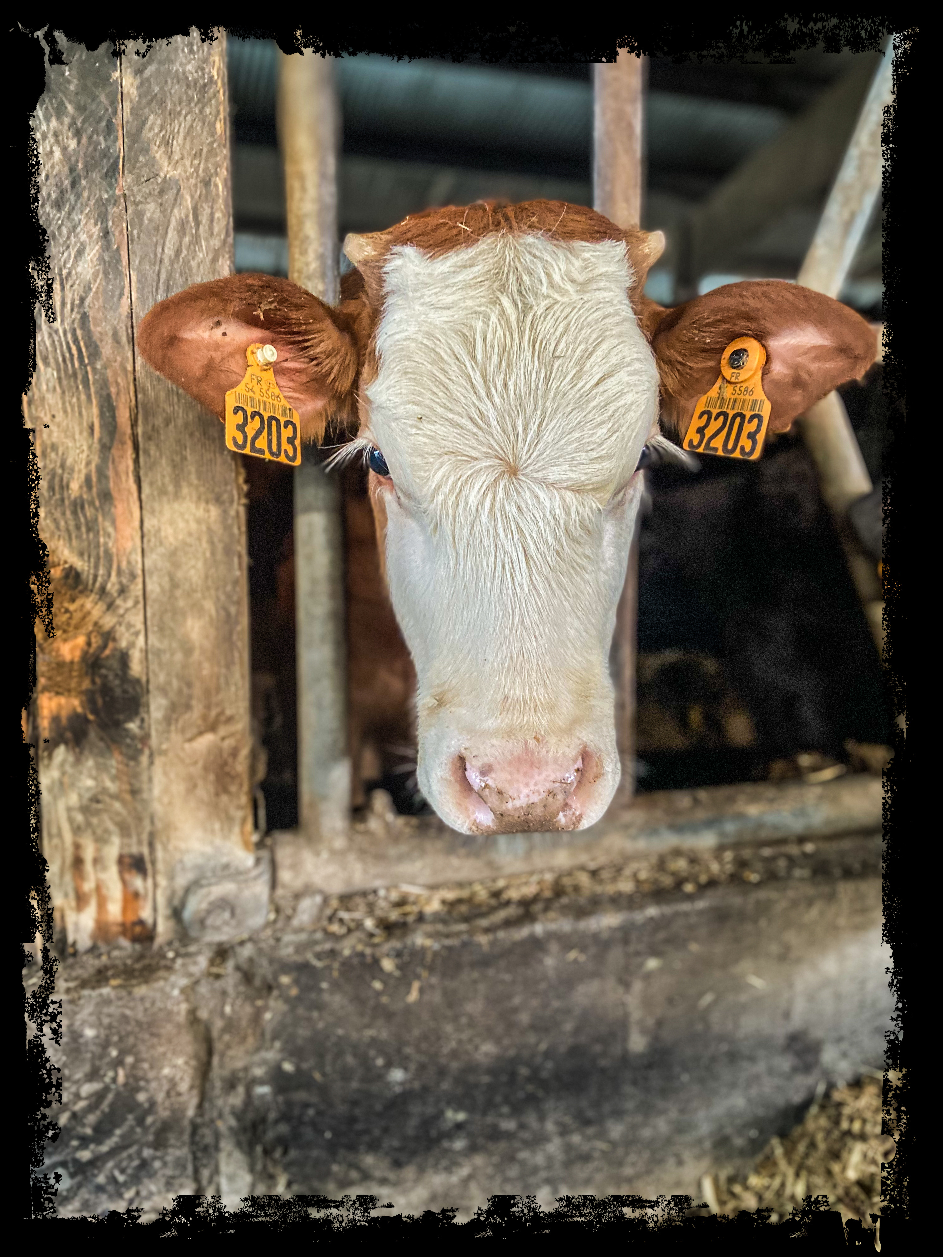 Photo de Gaec du Castelo