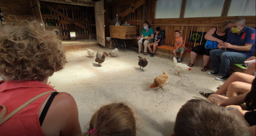 Photo de matiné à la ferme
