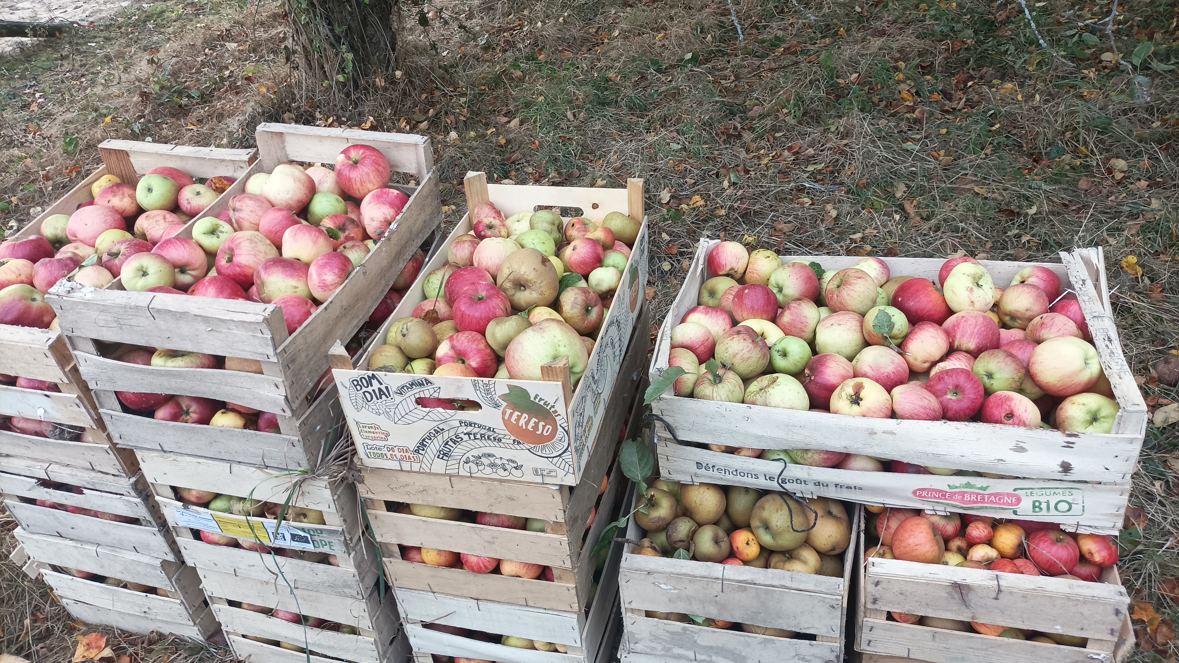 Photo de CIDRERIE ET RUCHERS SARTHOIS