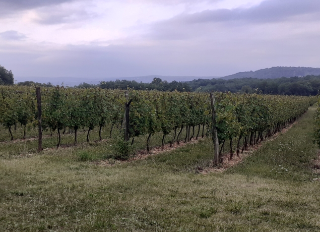 Photo de VIGNOBLE PIERRO - Carine et Philippe Sagaz