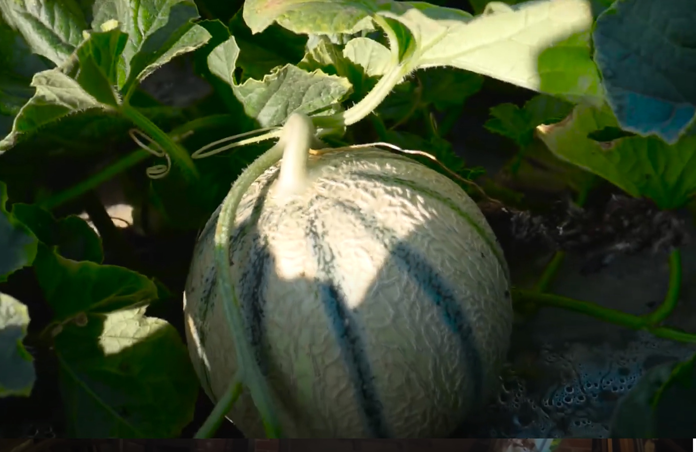 Photo de Visite de la ferme