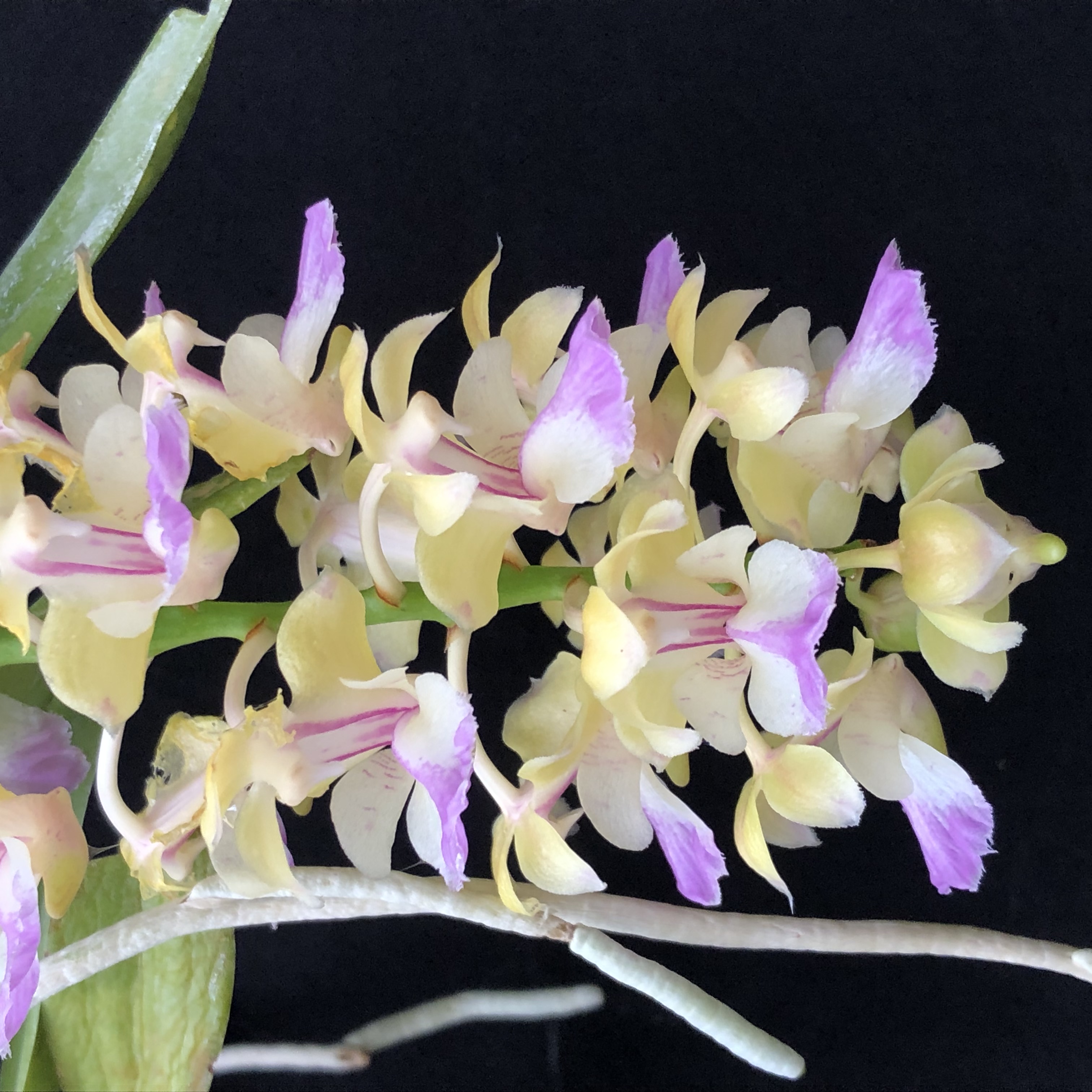 Photo de Stage de culture sur les orchidées