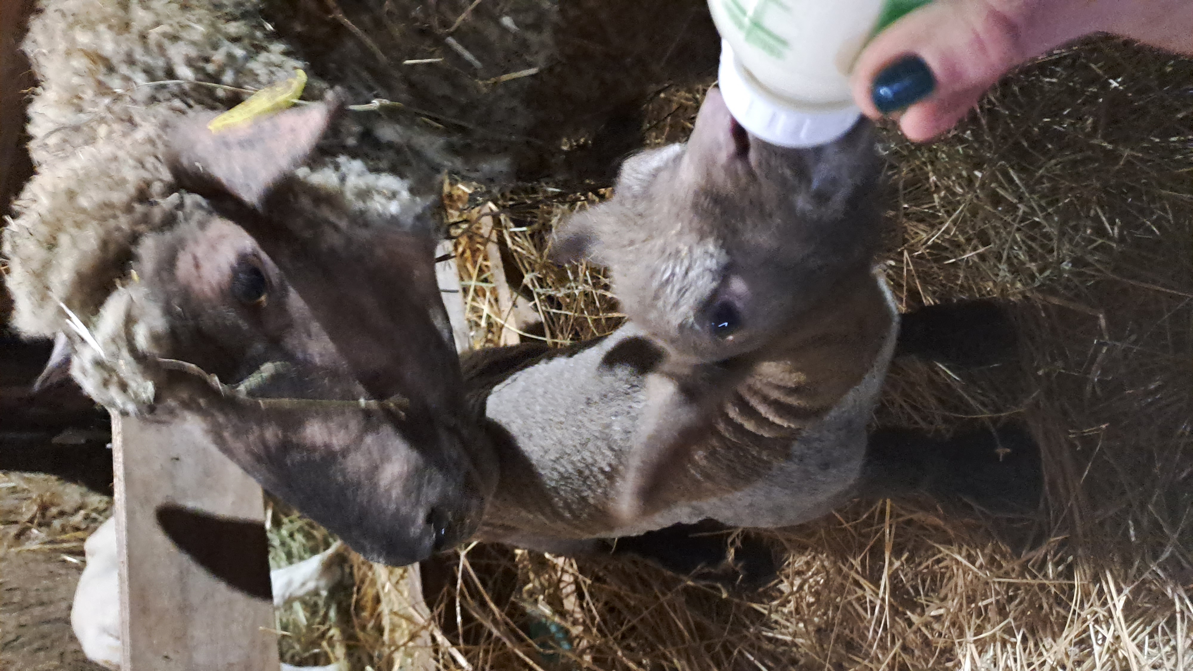 Photo de Visite de la ferme Camille Charles