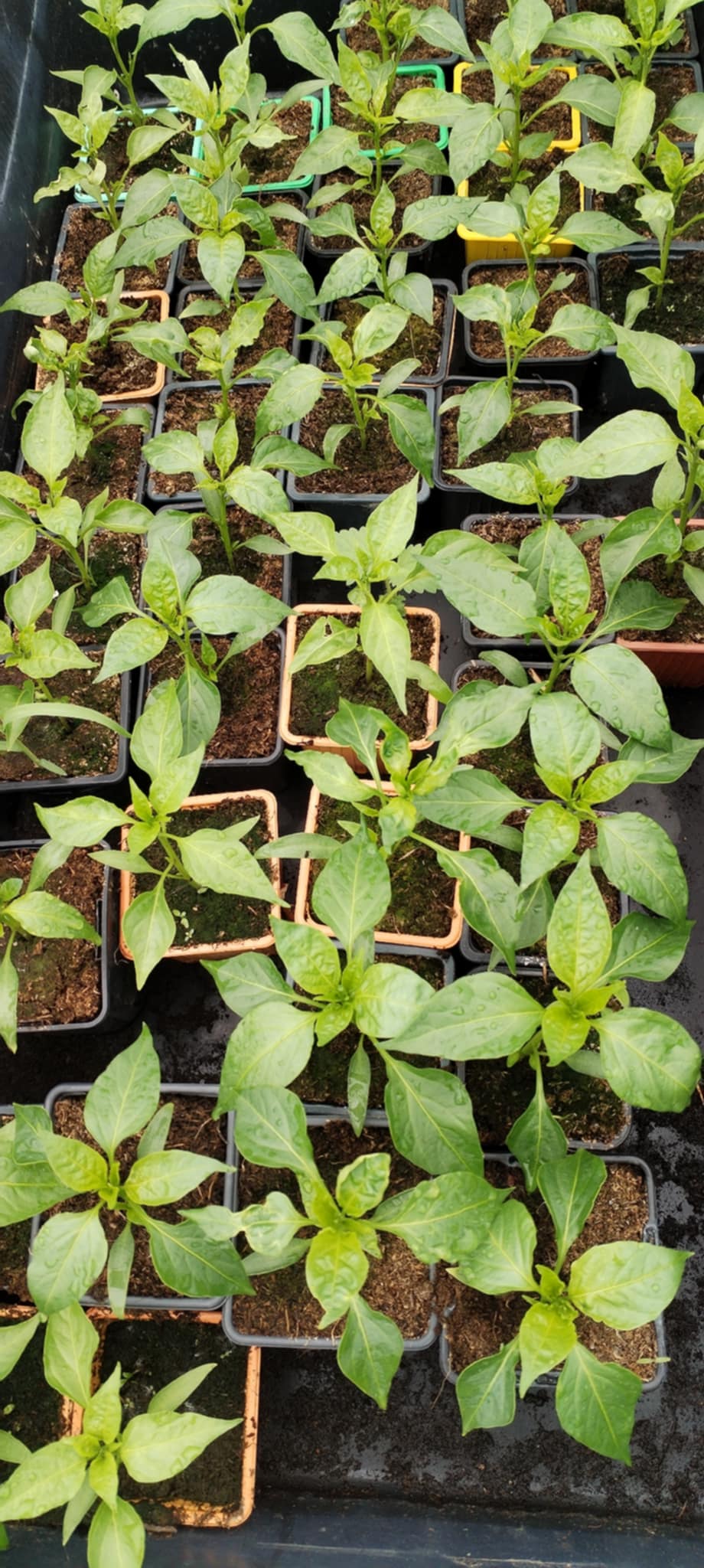 Photo de Visite/dégustation