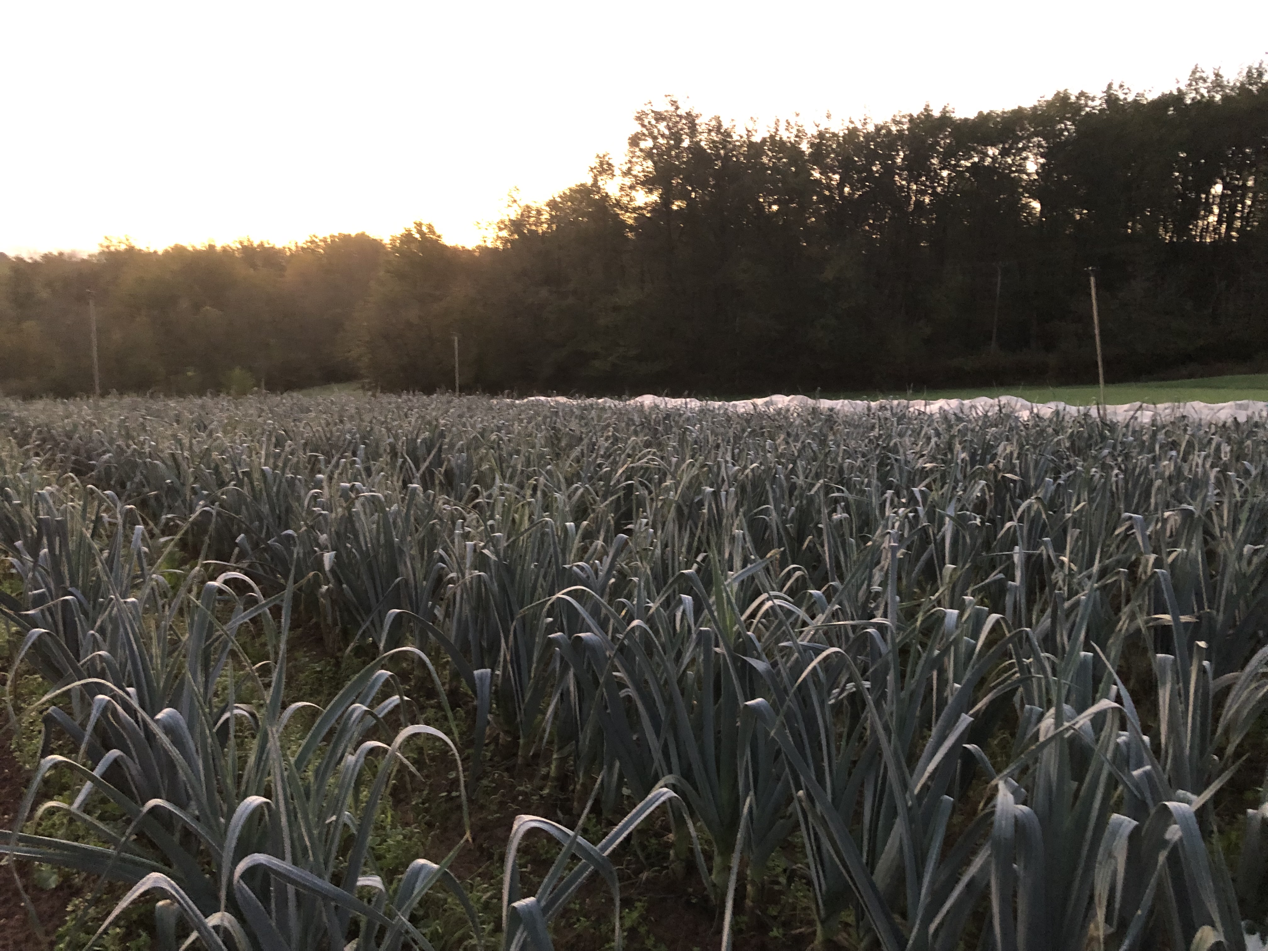 Photo de Charles et Colombe 