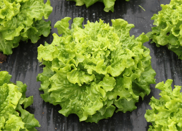 EARL LA PLAINE MARAICHERE