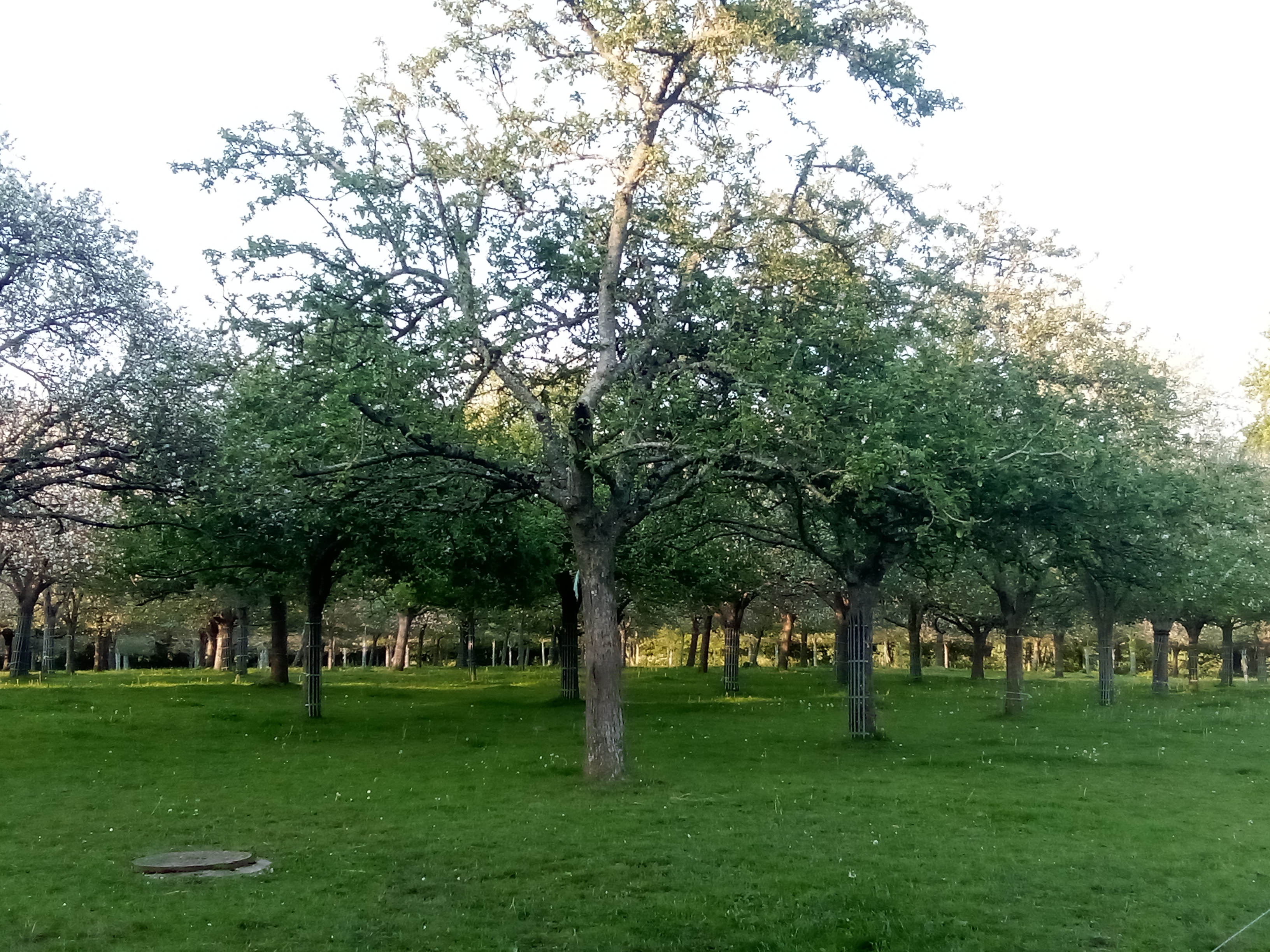 Photo de La ferme du manoir d'anctoville 