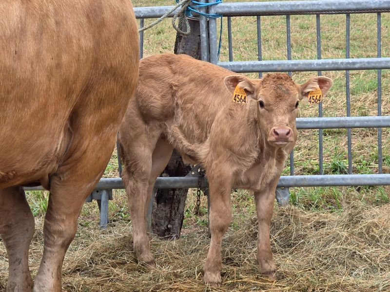 Photo de Visite à la ferme
