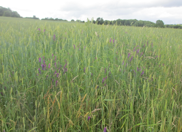 Photo de EARL LA COLLINE AUX FRUITS - Alvina Nauche et Thierry Bouillaguet