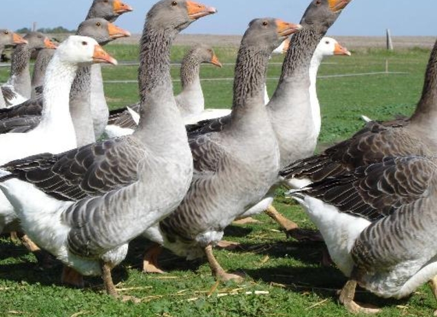 Photo de La Ferme des Champarts