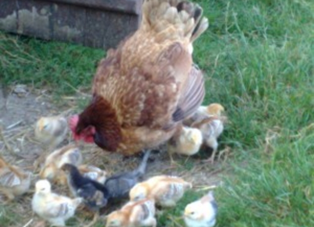 Photo de LA FERME DES VEYSSIERES - Victor LAGRAVE