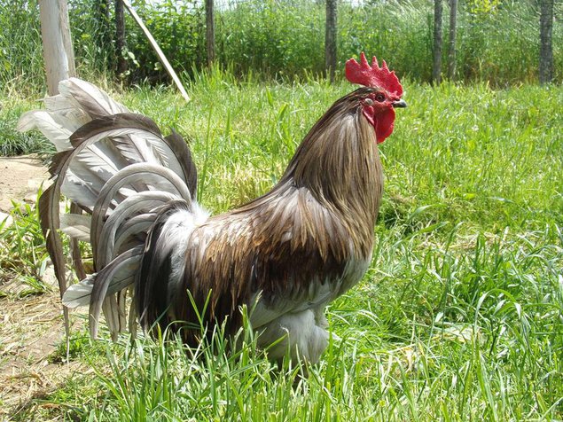 Photo de Ferme du Manus