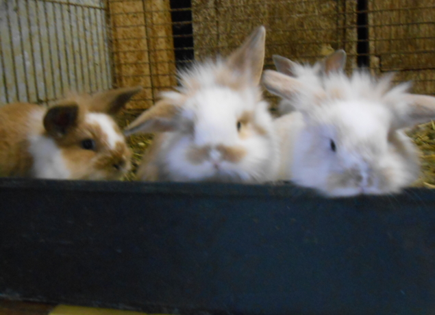 Photo de Les poneys du val d'émeraude