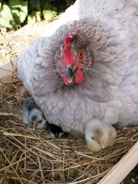 Photo de Visite à la ferme