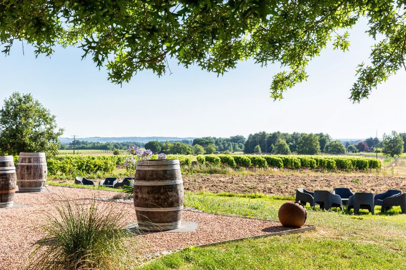 Photo de Visite de la vigne à la cave