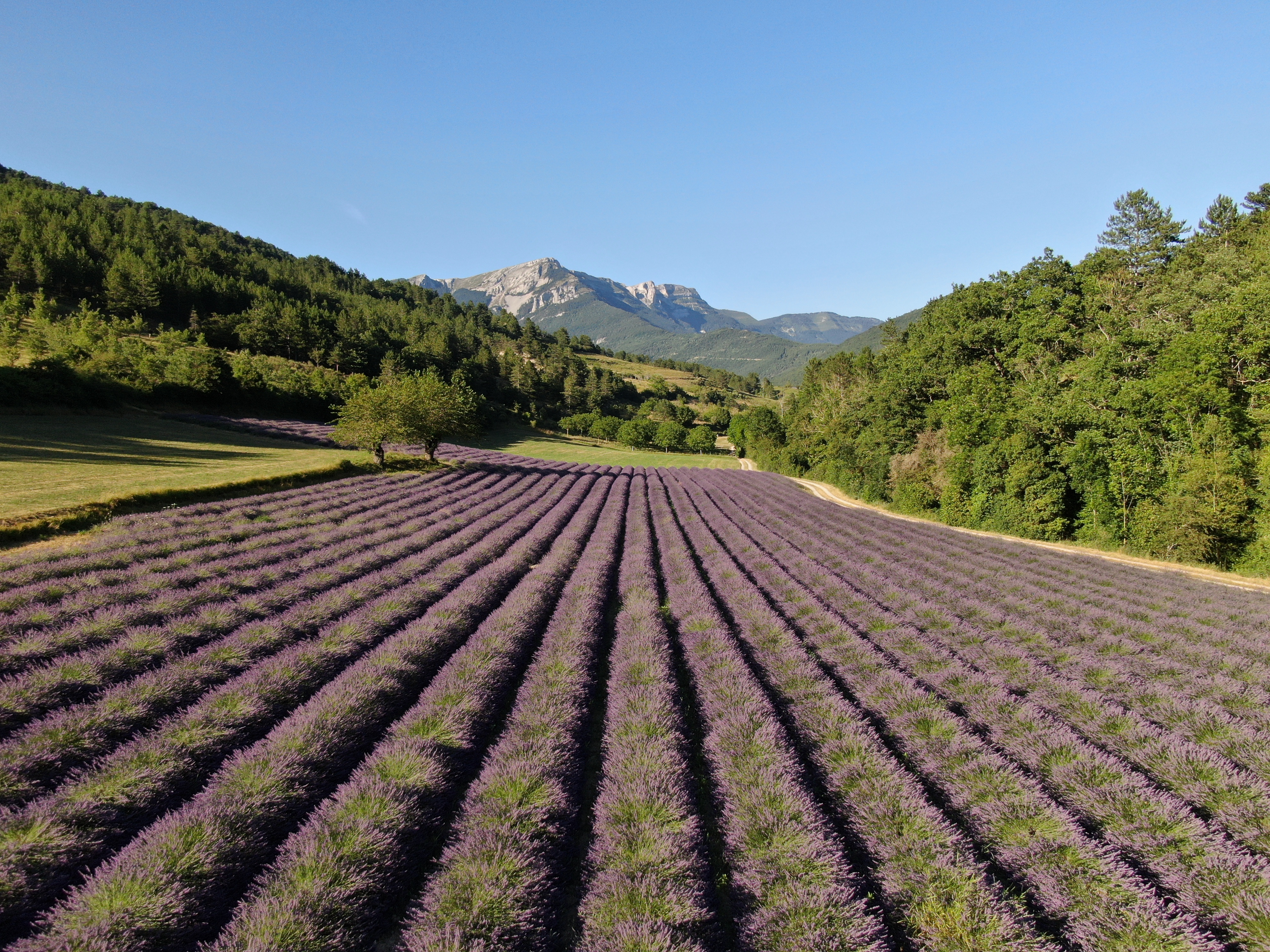 Photo de Visite guidée d’une distillerie d’huile essentielle dans la Drôme