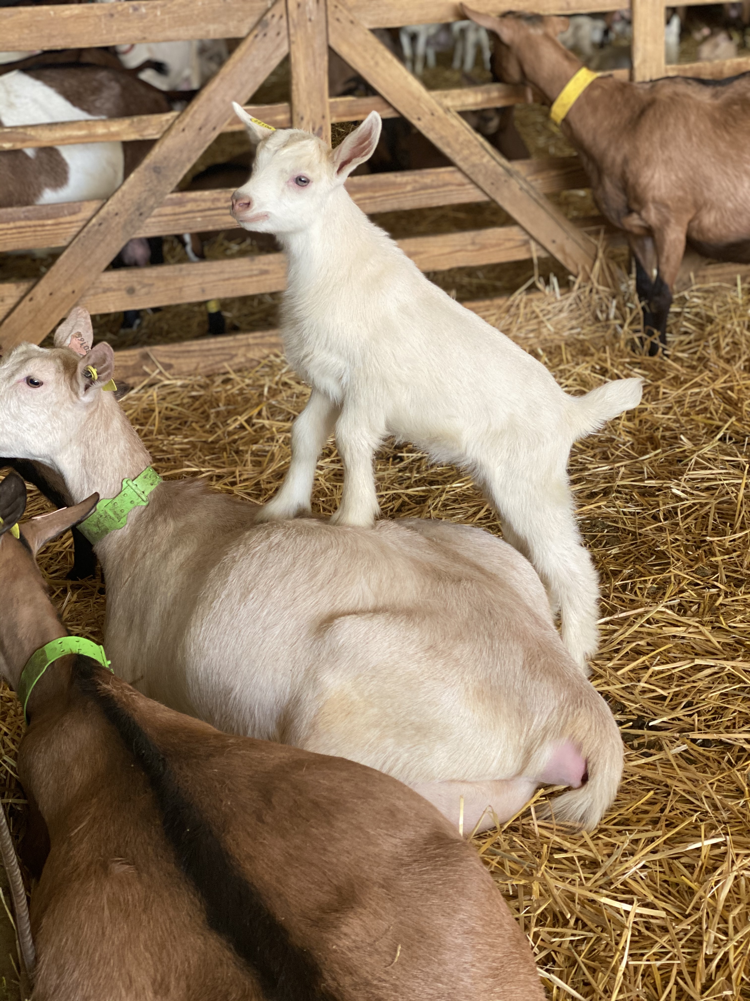 Photo de GAEC Domaine des Oliviers