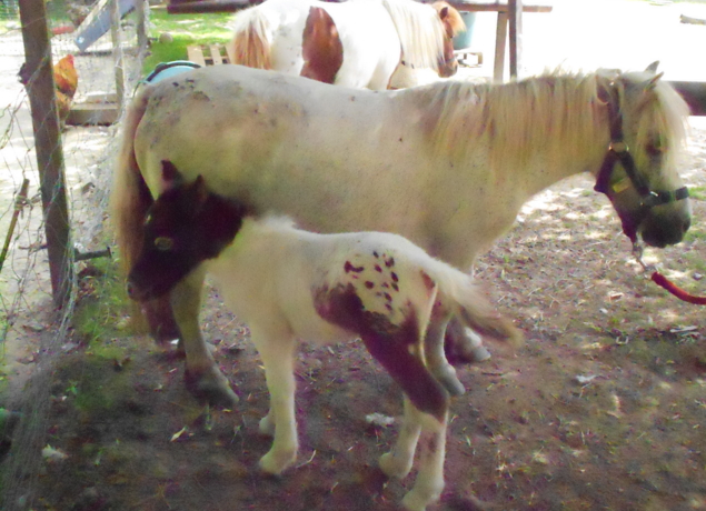 Photo de La Pêcherie d'Aurit