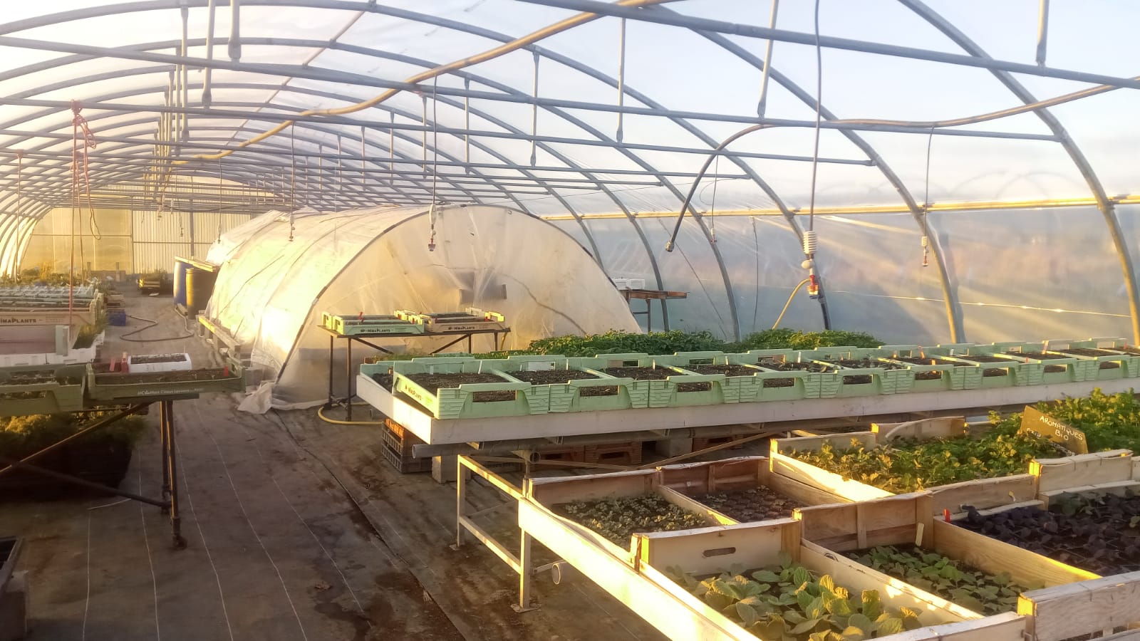 Photo de Fête diversifiée du printemps à la pépinière