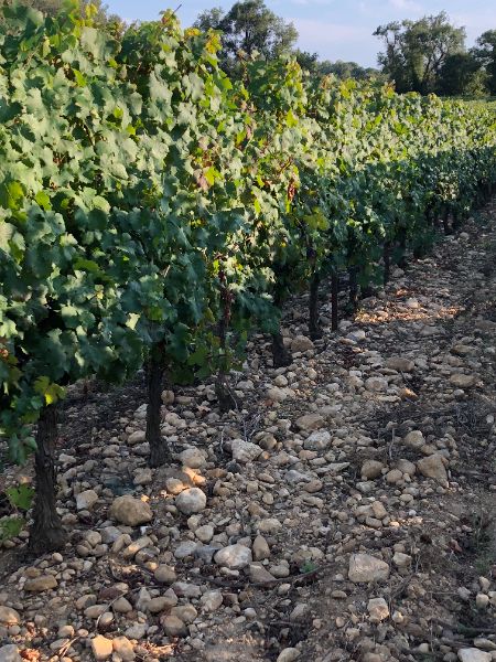 Photo de Visite guidée et decouverte des vins du domaine