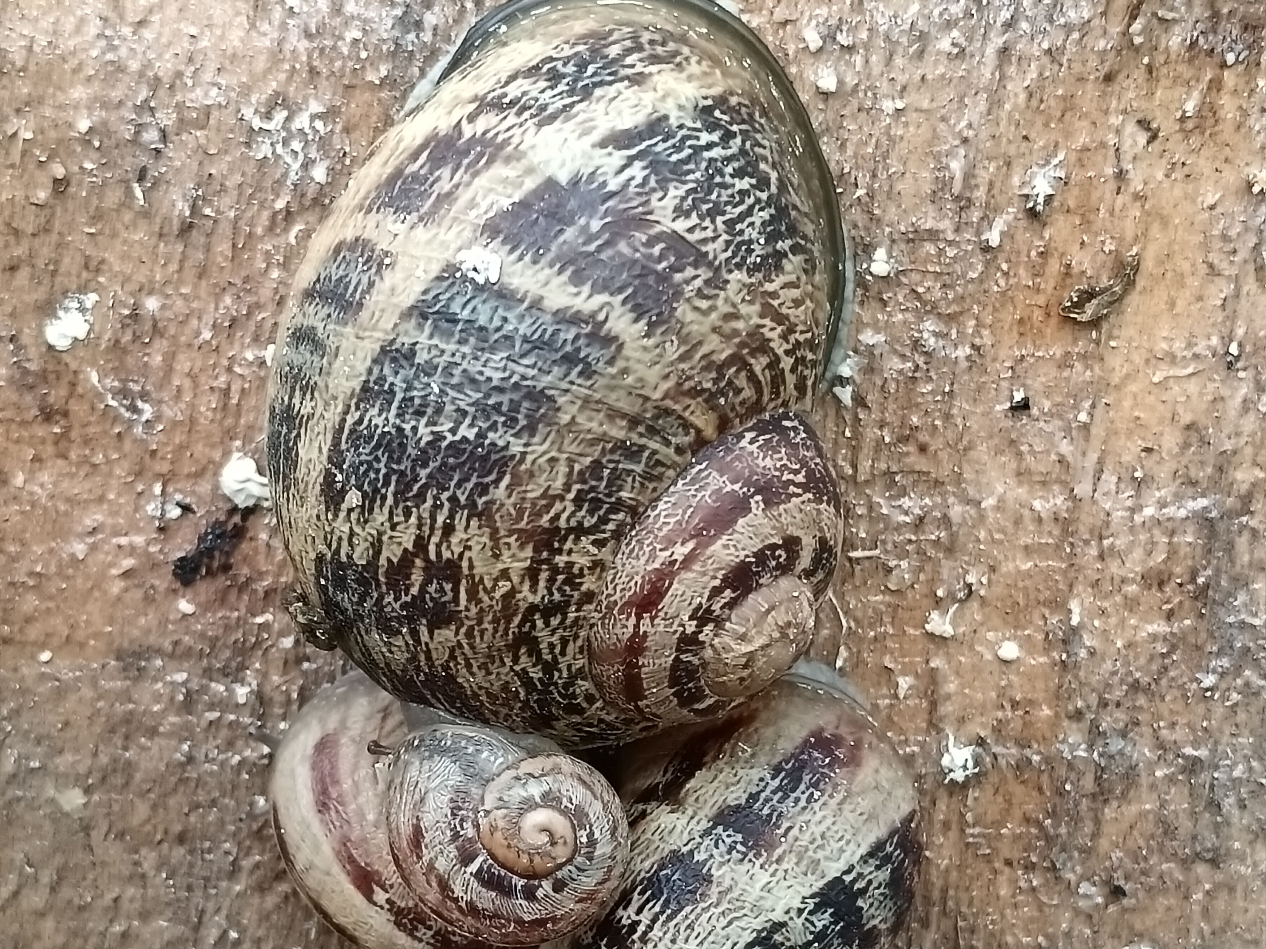 Photo de Découverte de la ferme 