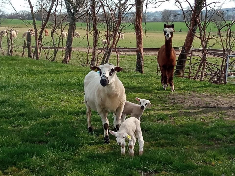 Photo de La Ferme du Tilloux