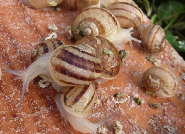 Photo de Limero l'escargot mayennais
