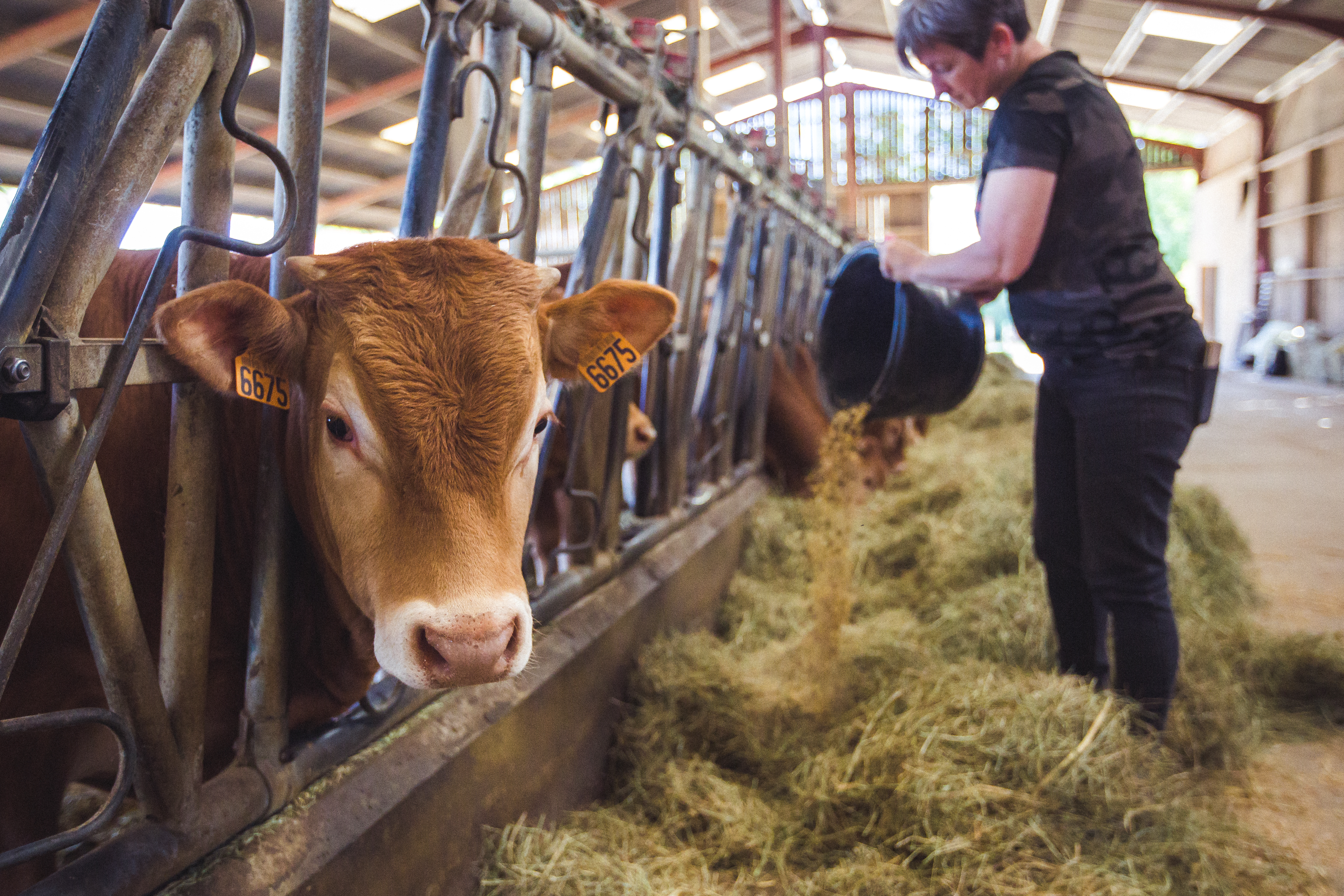 Photo de EARL La Pacaterie - Saveurs de l'Etable Charentaise