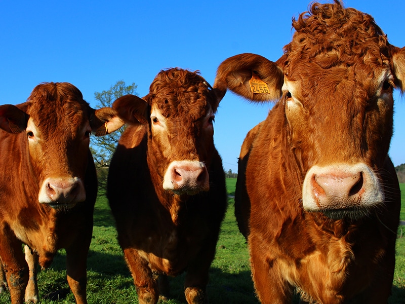 Photo de La ferme d'Enez Rouz