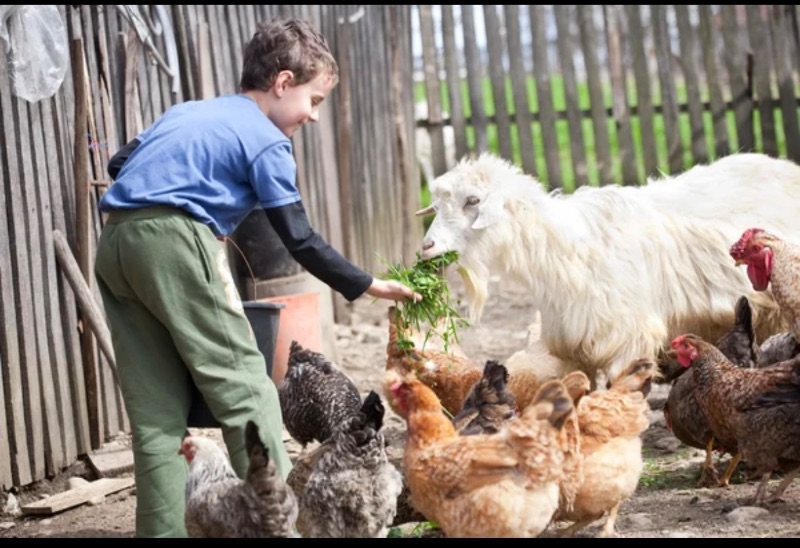 Photo de Formule petit fermiers 