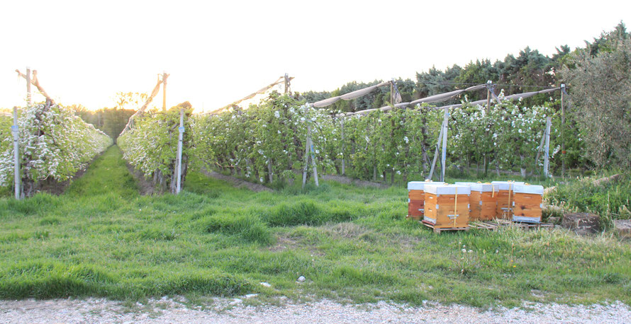 Photo de CIDRERIE ET RUCHERS SARTHOIS