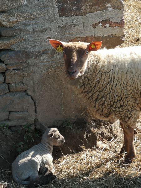 Photo de Découverte de la laine des races patrimoniales normandes 