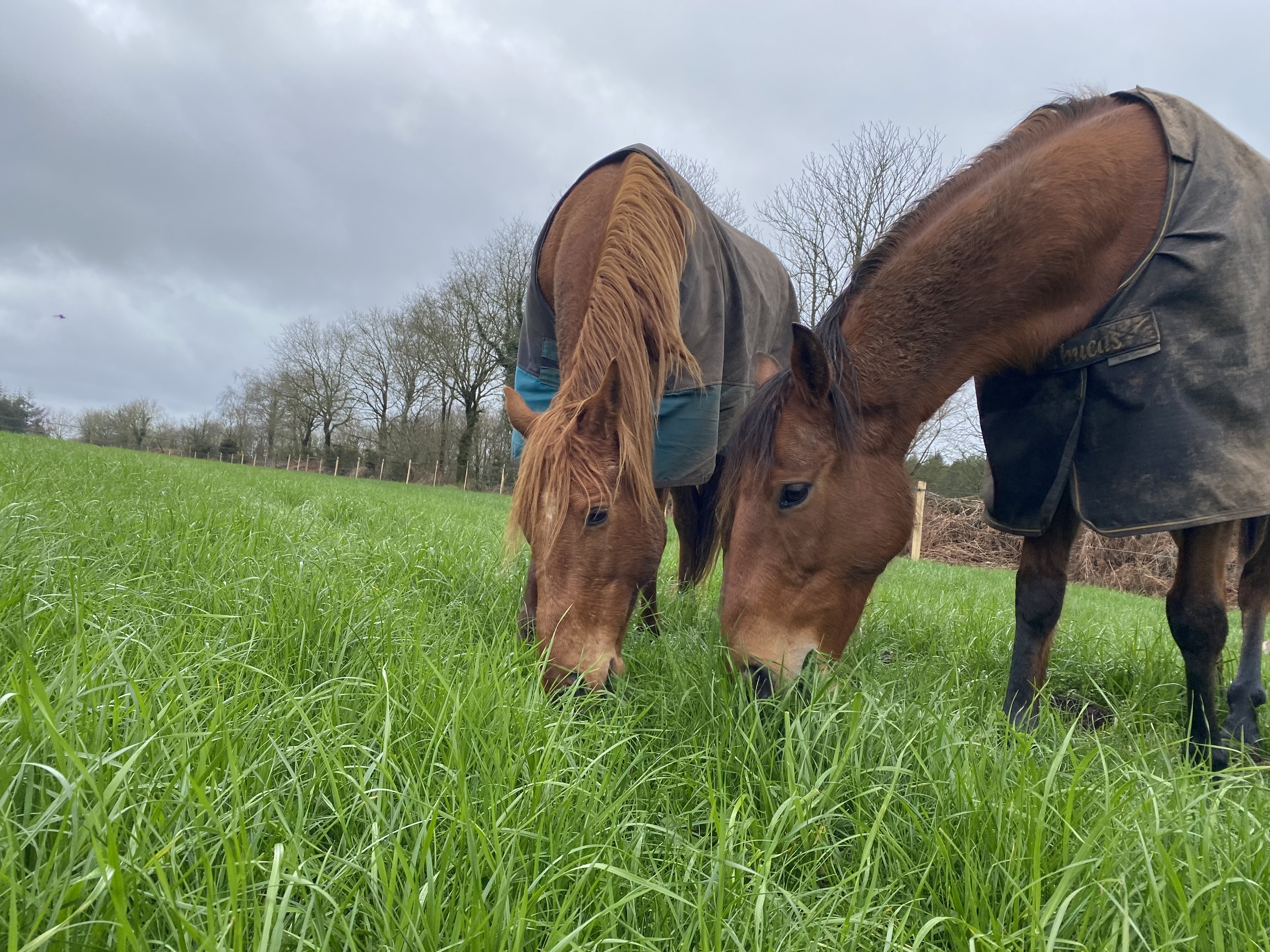 Photo de Visite de la ferme du Castelo