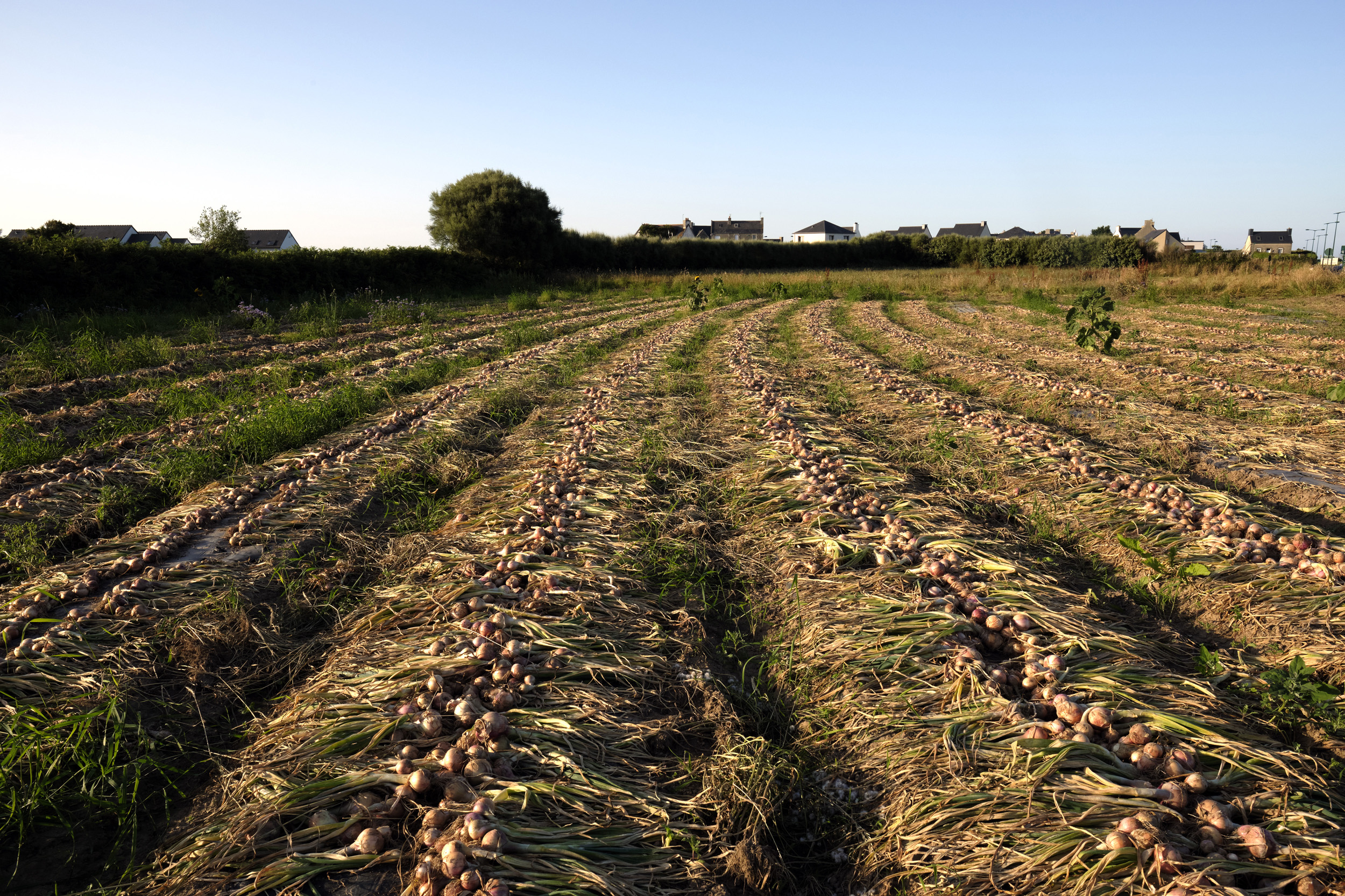 Photo de MAISON QUEMENER