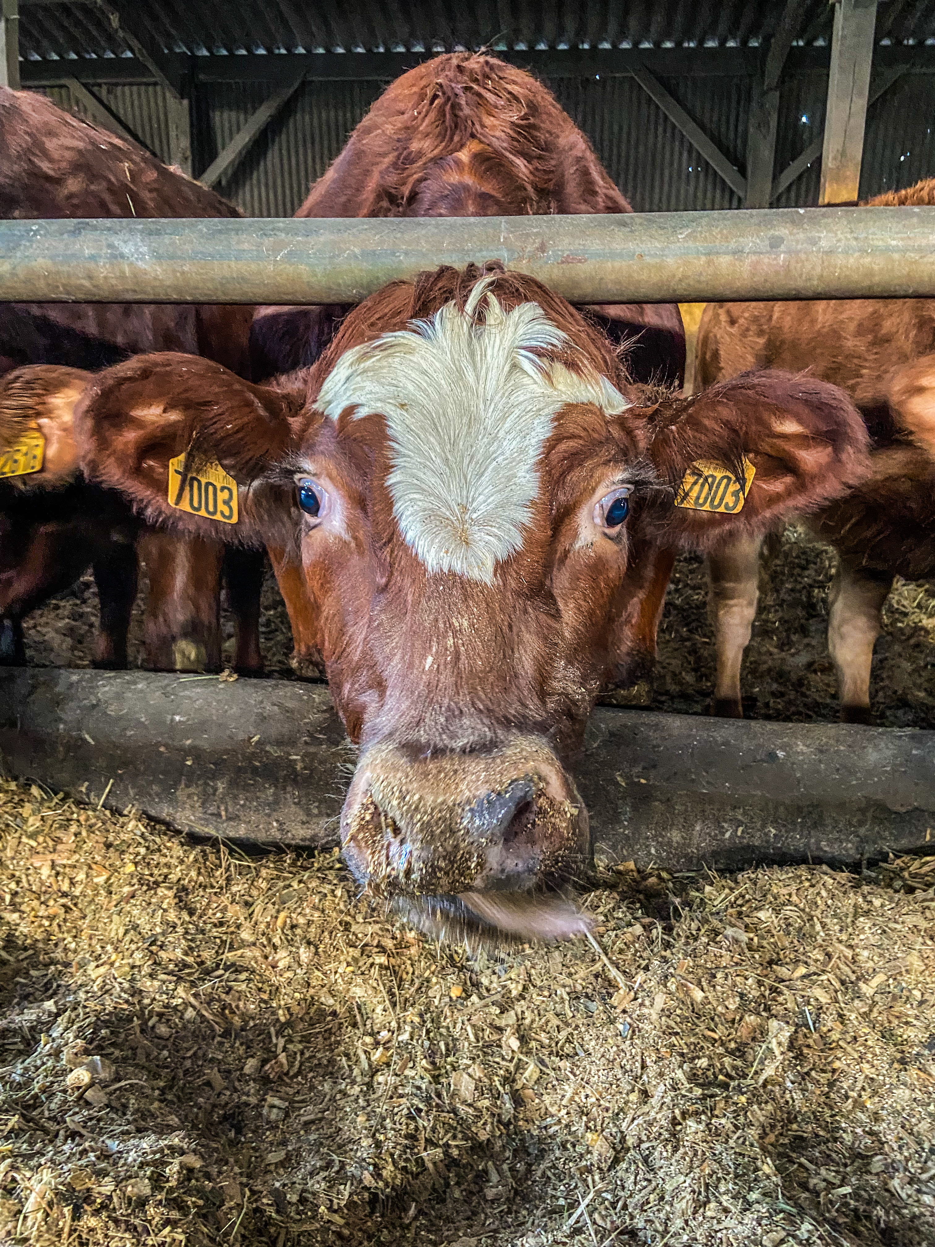 Photo de Visite de la ferme du Castelo