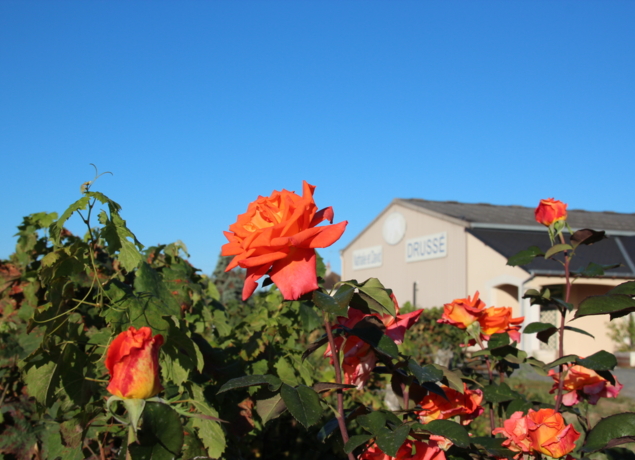 Photo de Cave Nathalie et David DRUSSÉ