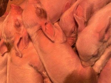 Photo de TOUS A LA FERME