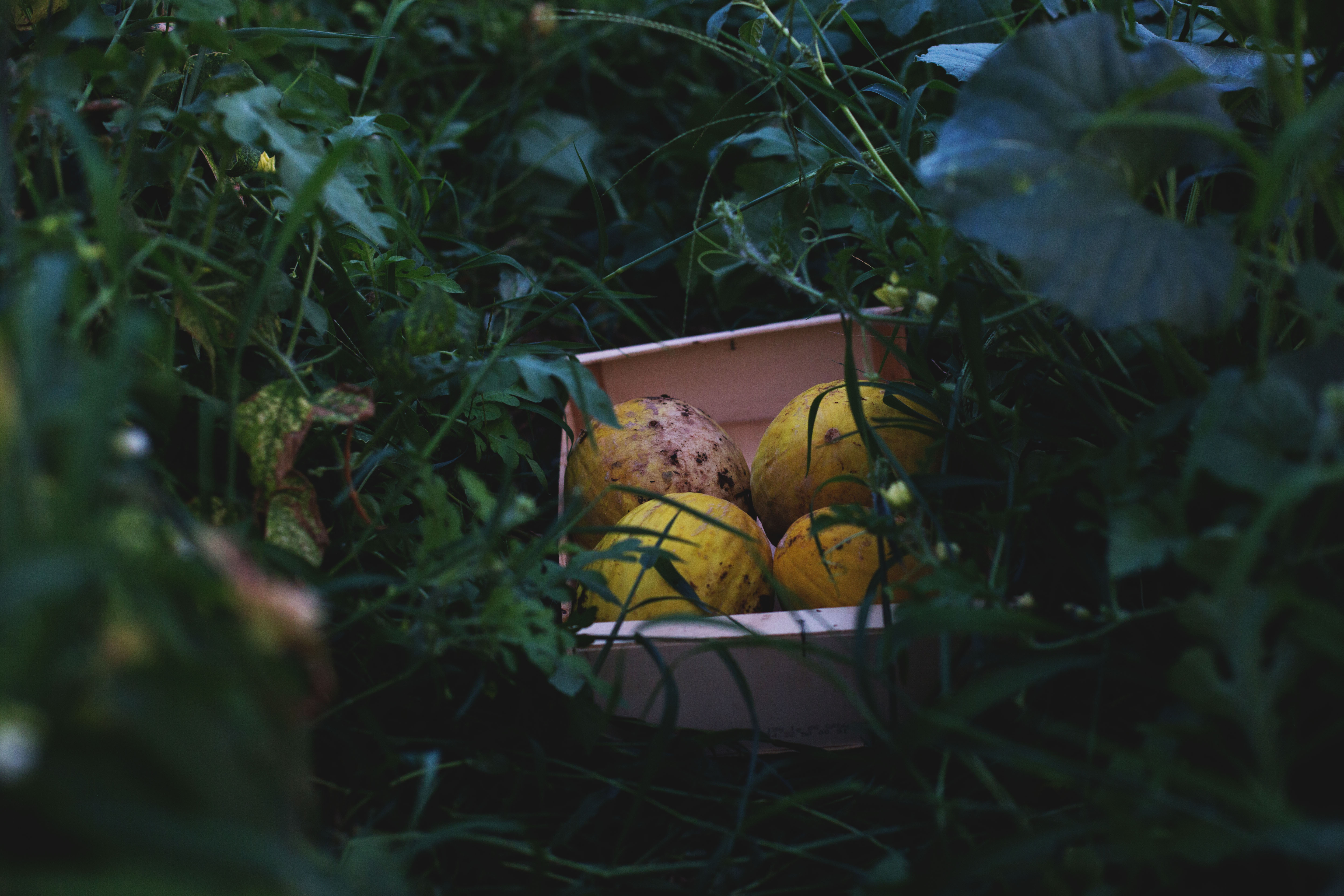 Photo de Elevage Familial Faur, La Ferme des Cairns