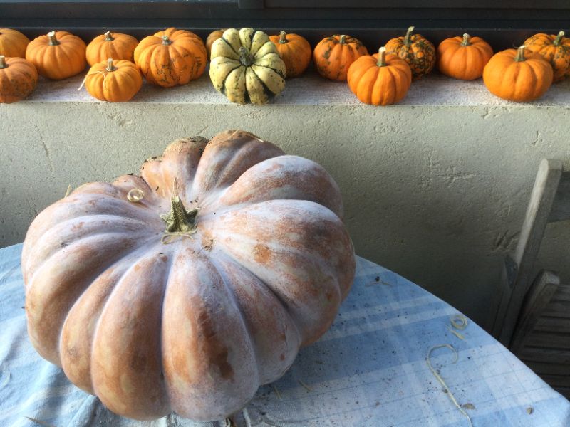 Photo de Venez découvrir les splendeurs des marais de Grandlieu (à 500m de chez nous)