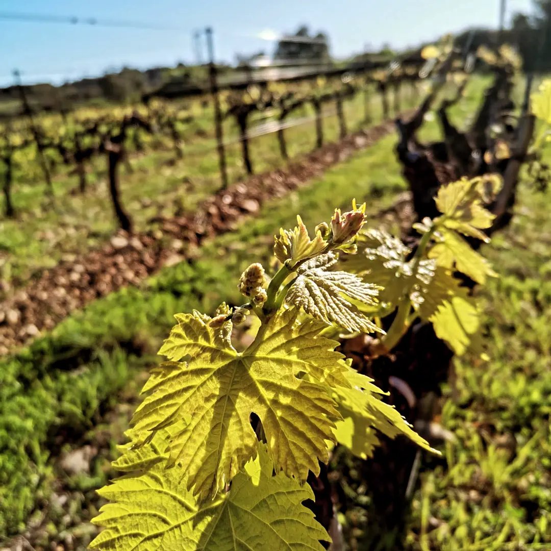 Photo de Visite de cave et dégustation