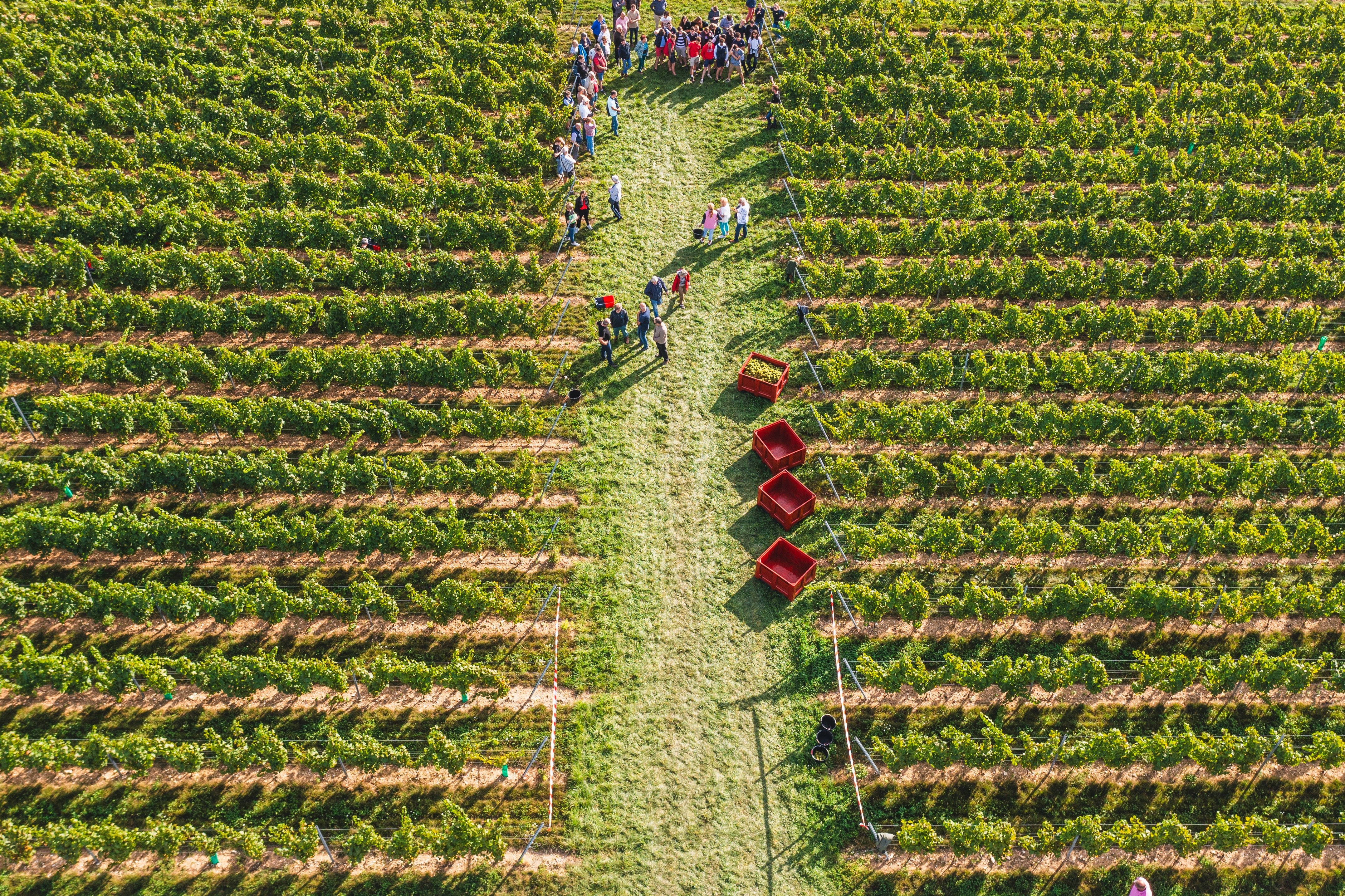 Vignoble du Haut Escaut