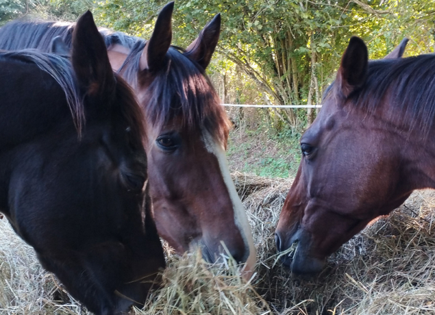 Photo de La Renaudière Féret