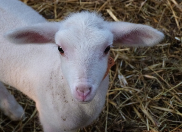Photo de LA BERGERIE DE CROZON