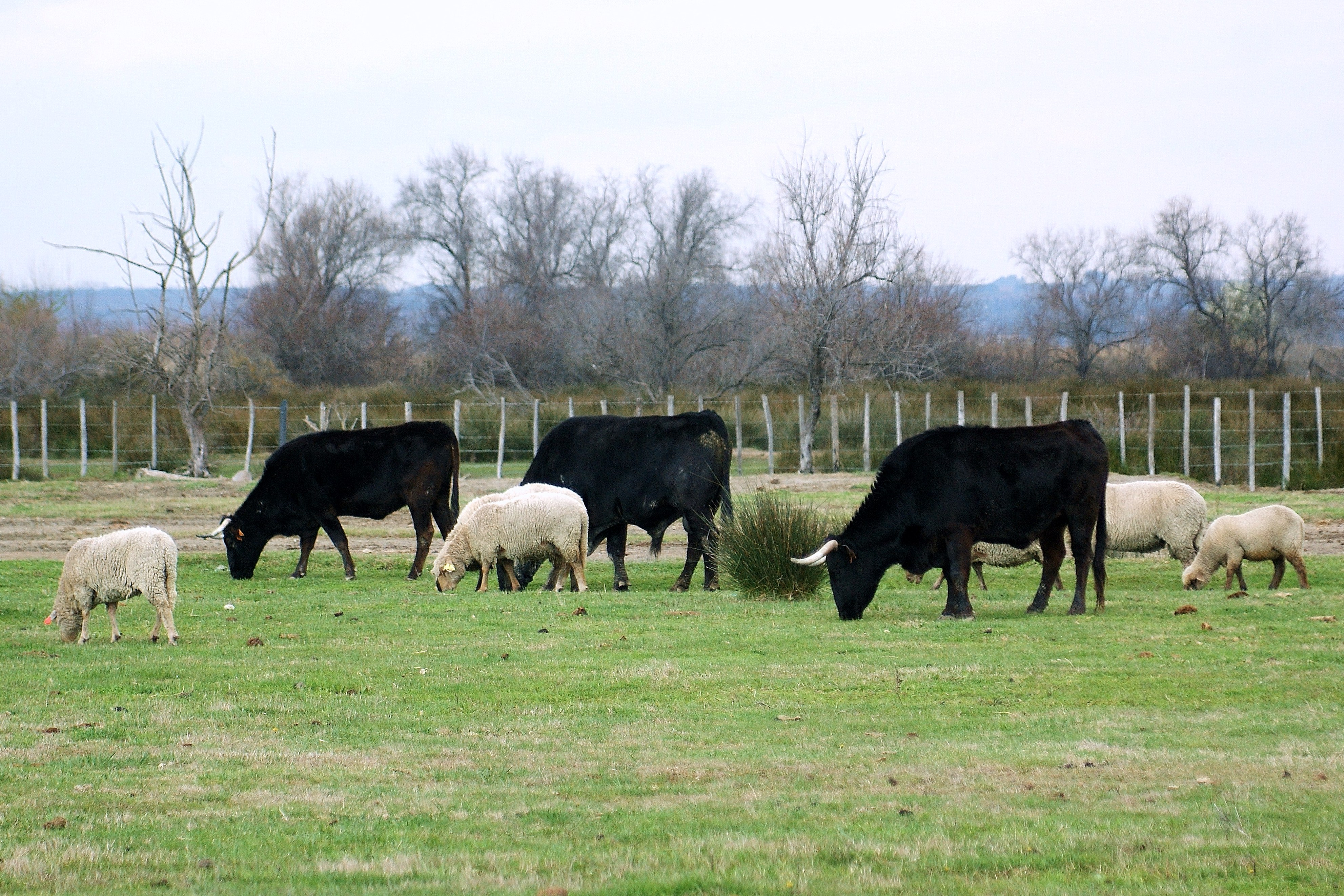 les délices du Scamandre