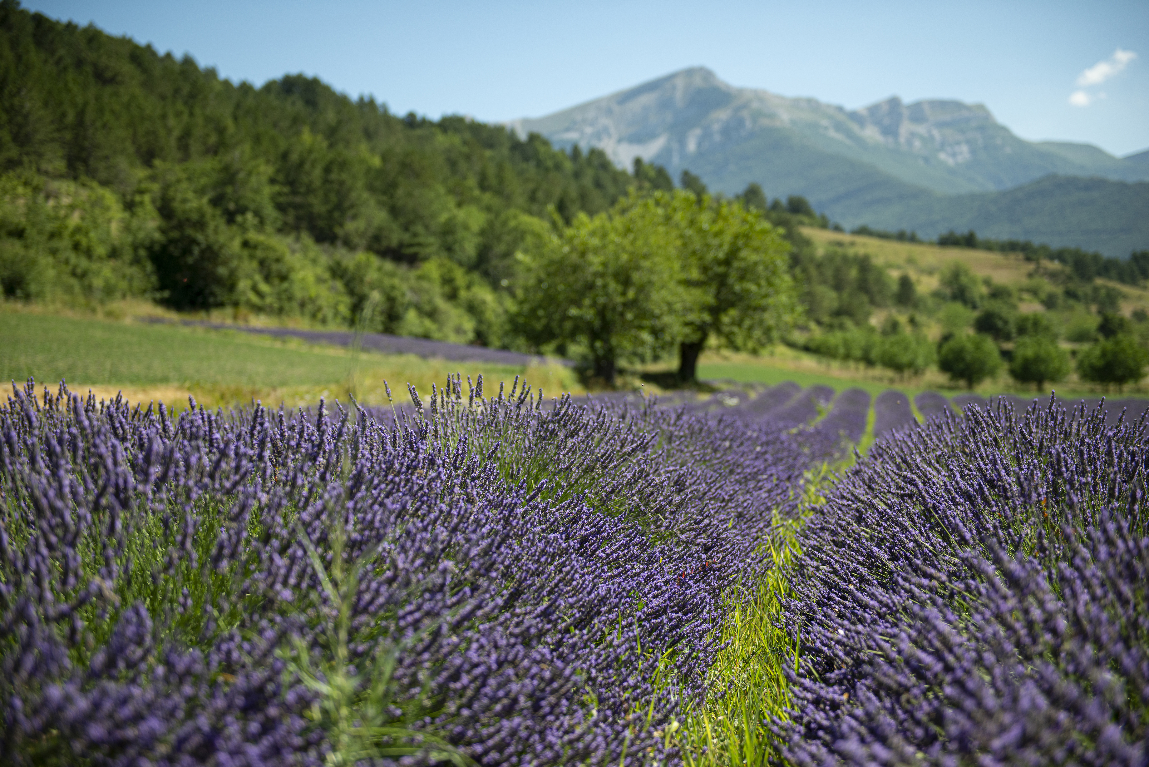 Photo de Distillerie des 4 Vallées