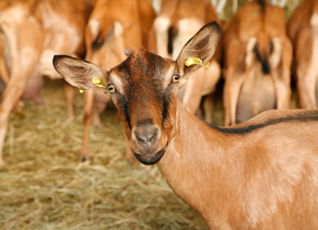 Photo de FERME DU BREGALON