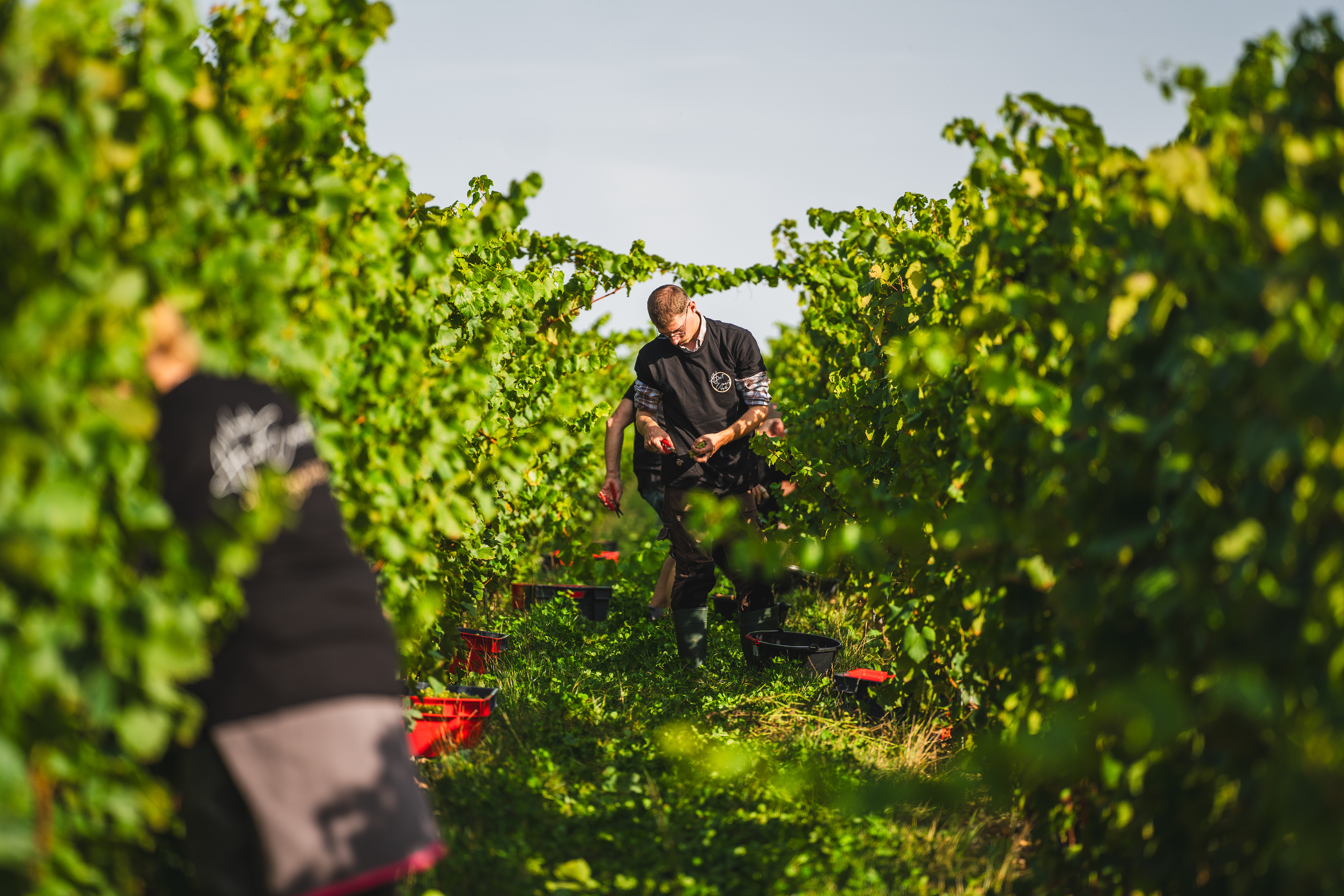 Photo de Vivre les vendanges au vignoble