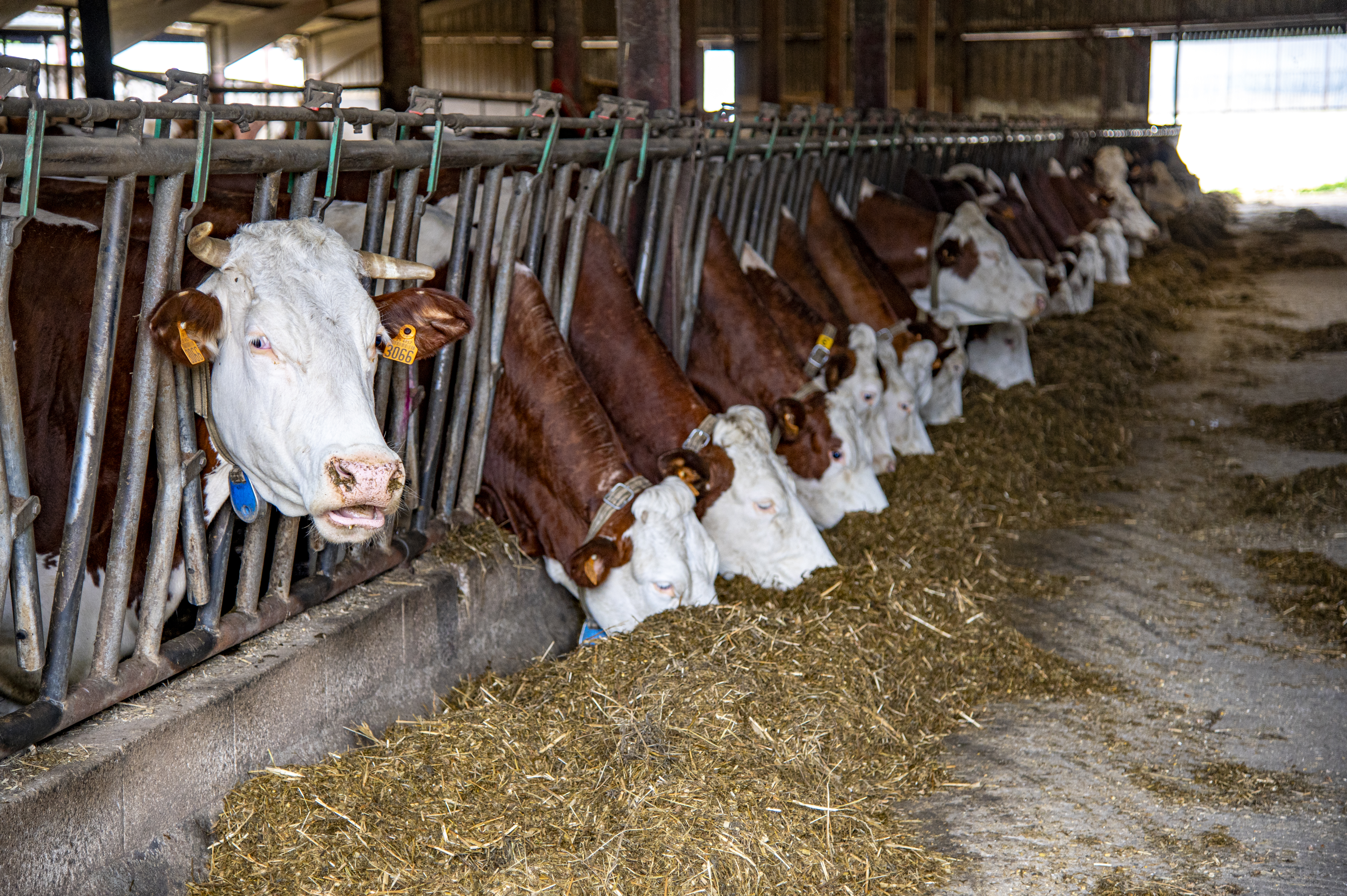 Photo de GAEC du Puy de la Velle