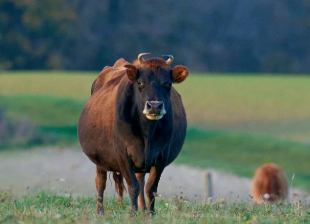 Photo de Ferme du Caroire