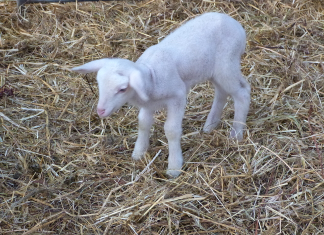 Photo de LA BERGERIE DE CROZON